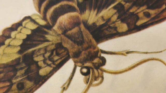 Мария Сибилла Мериан - 