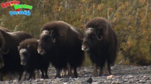 ПОЛЯРНЫЕ ЖИВОТНЫЕ   Животные Севера и их Звуки + Карточки Домана +Развивающие Обучающие Мультики