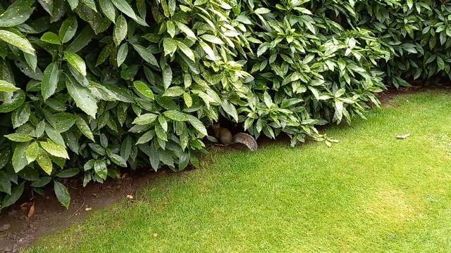 Лондон. Ансамбль 4 парков (St James's Park, Green Park, Hyde Park, Kensington Gardens). смотреть онлайн