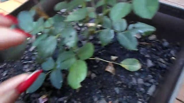 Baby Double Knock Out Rose смотреть онлайн