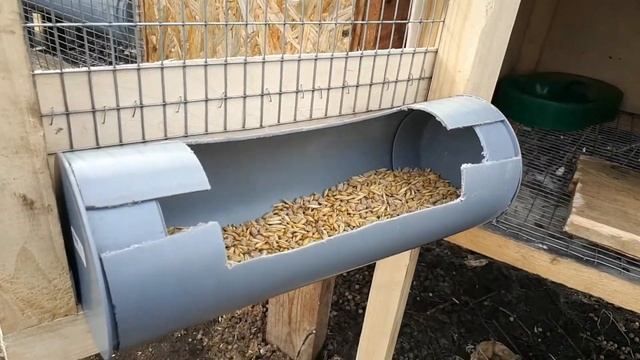 Кролик строкач , он же бабочка и немецкий пестрый в новой клетке. смотреть онлайн