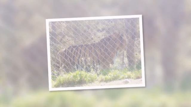 Safari Park Aitana смотреть онлайн