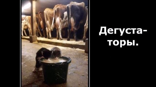 Веселые картинки. Смешные коты и кошки. Приколы про кошку. смотреть онлайн