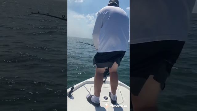 Goliath Grouper eats 5 foot shark! смотреть онлайн