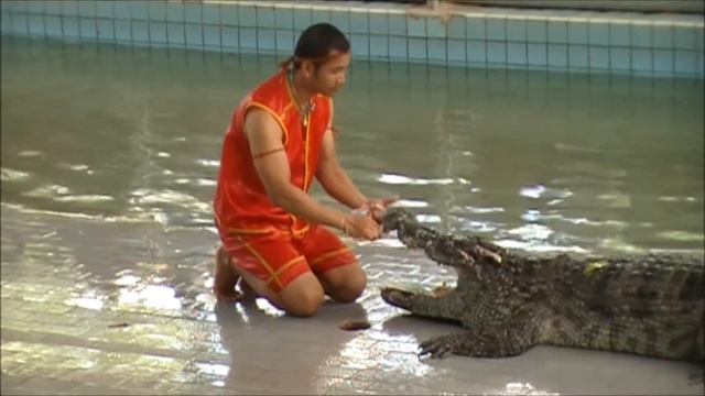 шоу крокодилов смотреть онлайн