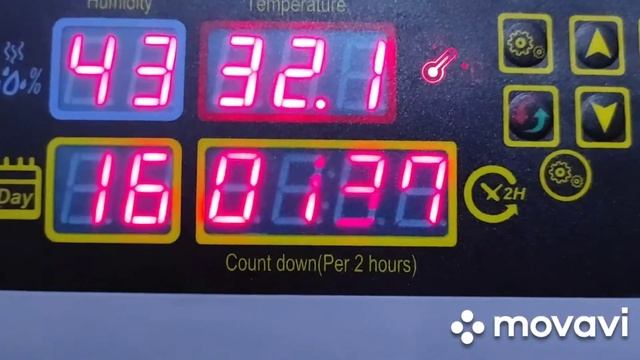 21 день инкубации. Китайский инкубатор. Птицеводство не безобидное хобби. смотреть онлайн