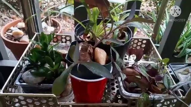 Ardisia Humulis Update and Outside Plant Maintenance. смотреть онлайн