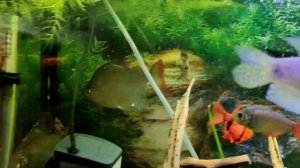 Перенаселение в аквариуме- это не приговор. все растет без со2.