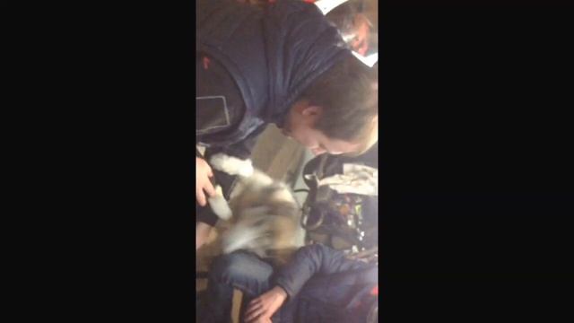 Хаски Ума 6 месяцев смотреть онлайн