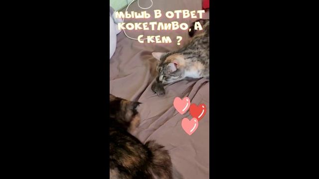 АНЕКДОТ ПРО КОТОВ И МЫШЬ ДИЛЕММА смотреть онлайн