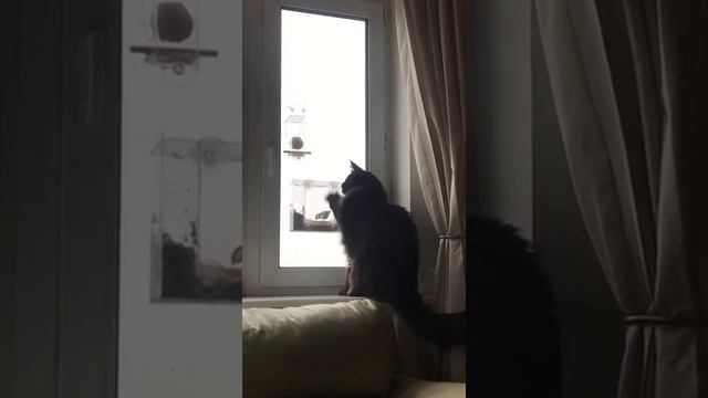 Кошка на окошке и Арт Кормушка! смотреть онлайн