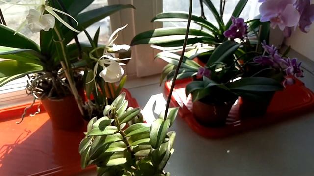 Цветение орхидеи эпидендрум