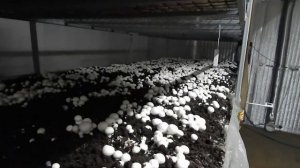 Возможные трудности. Выращивание шампиньонов своими руками. Микогон. Бизнес в гараже