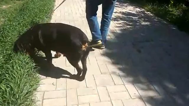 Сука из Серпуховского района смотреть онлайн