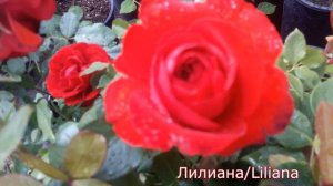 Liliana (Лилиана) Плетистые розы - питомник роз "Розы от Татьяны"