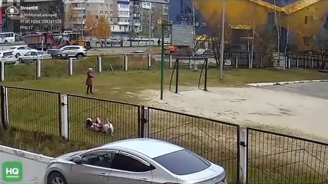 На школьников гимназии №2 напал бультерьер, который гулял без хозяйки смотреть онлайн