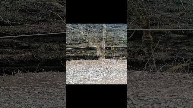 VID_20240329_103046.mp4