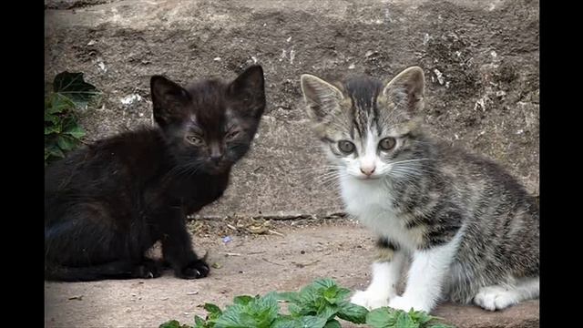 Le chat de Vivaldi - Jacky Galou смотреть онлайн