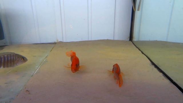 Iodotropheus Sprengerae Makokola Reef смотреть онлайн