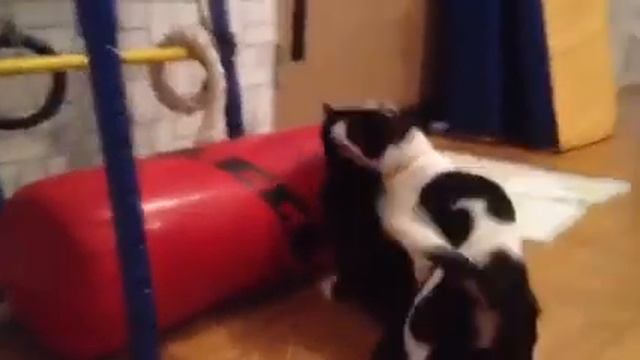 Mating cats and dogs. Шок! Спаривание кошки и собаки по взаимному согласию. смотреть онлайн