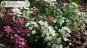 Цветы алиссум – посадка и уход в открытом грунте, выращивание алиссума из семян