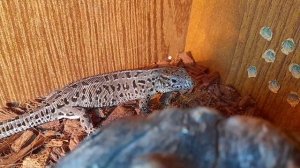 Какой субстрат лучше подходит прыткой ящерице? Грунт для прыткой ящерицы.