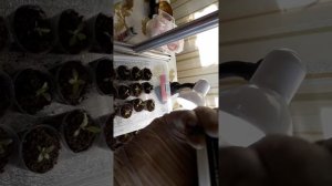 Почвогрунт своими руками для эусьомы эустомы