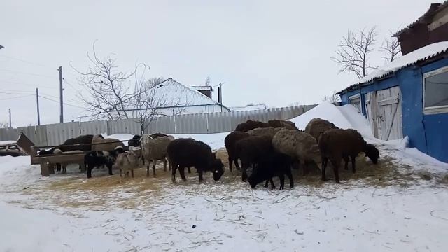 Почему овцы резко худеют, решение проблемы. смотреть онлайн