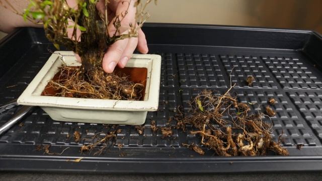 Emergency repotting Serissa foetida Bonsai смотреть онлайн
