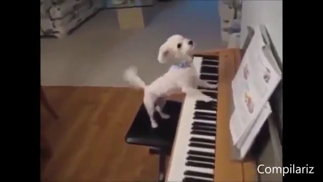 Прикольные животные, смотреть онлайн