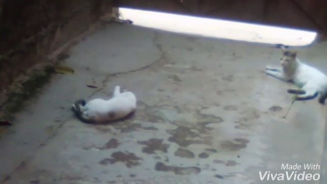 kulikitaka awsome cat dance смотреть онлайн