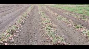 Эволюшн, Ред Скарлет, Импала с Урала. Урожай картофеля 2020 года из Свердловской области.