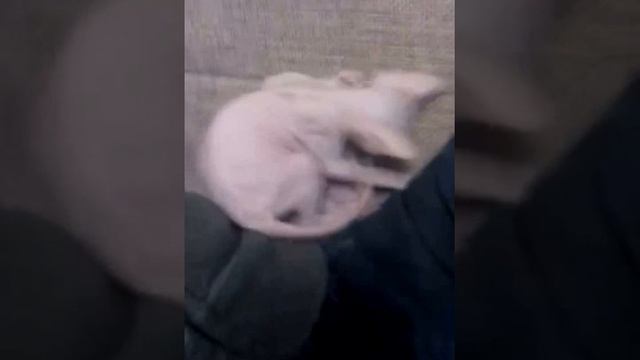 Котята Петерболд (Петербургский Сфинкс)/Peterbald (Petersburg Sphynx) kittens смотреть онлайн