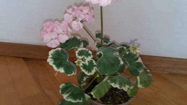 Зональная пеларгония Chelsea Gem смотреть онлайн