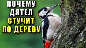 Почему дятел стучит. Зачем дятел стучит по дереву