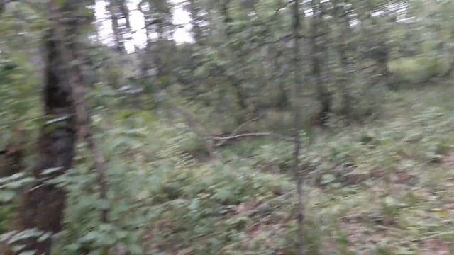 Сезон 2021.Собираю грибы в жарком июле! Собираю грибы и гуляю с козами. смотреть онлайн