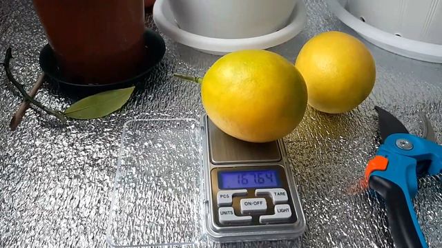 Срезаем домашние лимоны, лимон Мейера смотреть онлайн