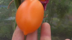 ТОМАТ ЧУХЛОМА  -  НОВИНКА  ЭТОГО ГОДА. Ольга Чернова.