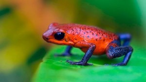 Лягушки для детей | развивающее видео для детей про животных | карточки Домана | Раннее развитие