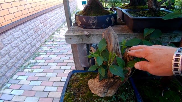 Бонсай и заготовки на улице лето 2022 год часть 4 Bonsai and blanks on the street summer 2022 part смотреть онлайн