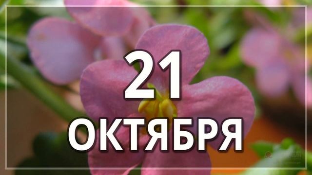 Октябрь 2019 г. | Лунный календарь подкормки комнатных цветов смотреть онлайн
