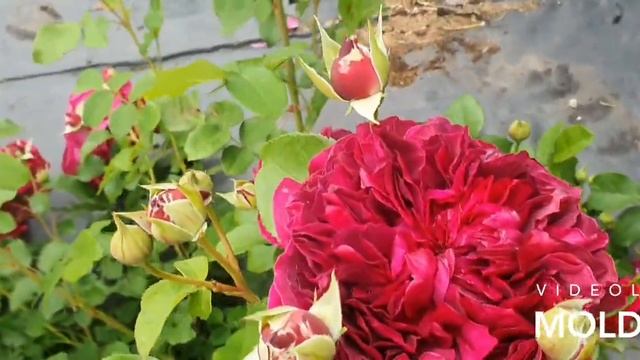 Вильям Шекспир 2000 смотреть онлайн