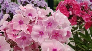 Выставка флоксов 2022г. (Москва)