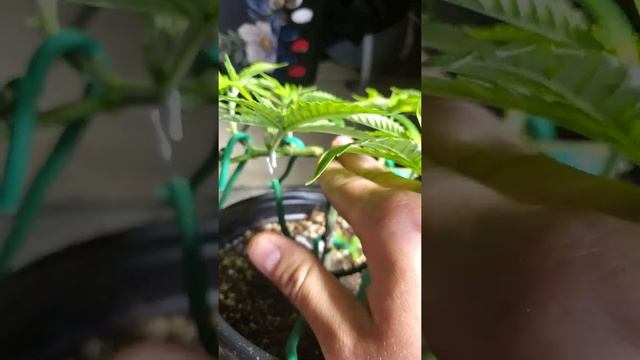 Mainlining tips! смотреть онлайн