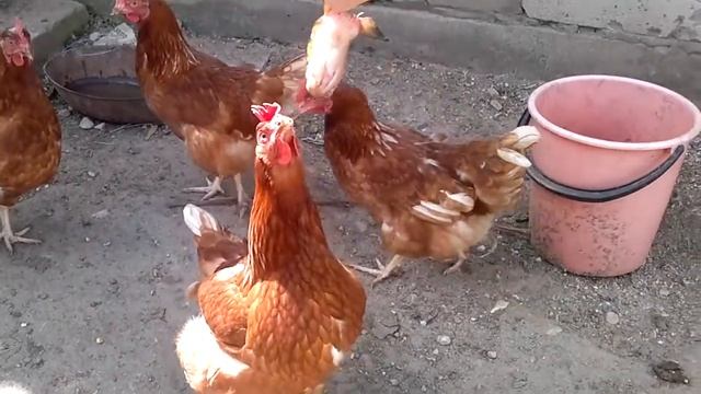 РЫБЬЯ ГОЛОВА!!! Куры едят голову рыбы смотреть онлайн