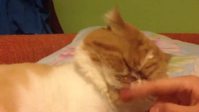 кот и 👅 смотреть онлайн