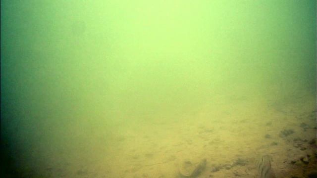 Рыбалка вприглядку! Почему не клюет хищник?! Подводная съемка. #рыбалка, #хищник, #язь52 смотреть онлайн