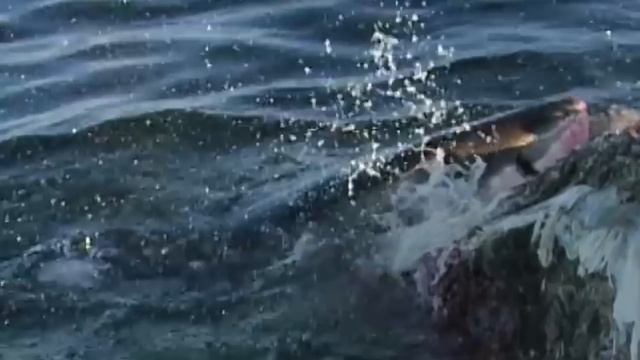 These Shark Attacks Were Almost Too GRUESOME To Mention MARATHON! смотреть онлайн