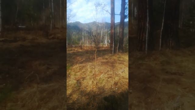 Отсыпаем дорогу в лесу. Проезд у участку. смотреть онлайн