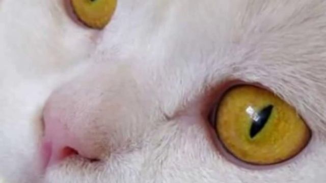 Медитация на желтый цвет смотреть онлайн